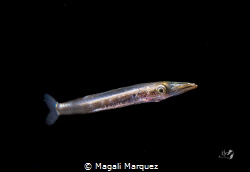 Barracuda larva stage 
Bonfire diving by Magali Marquez 